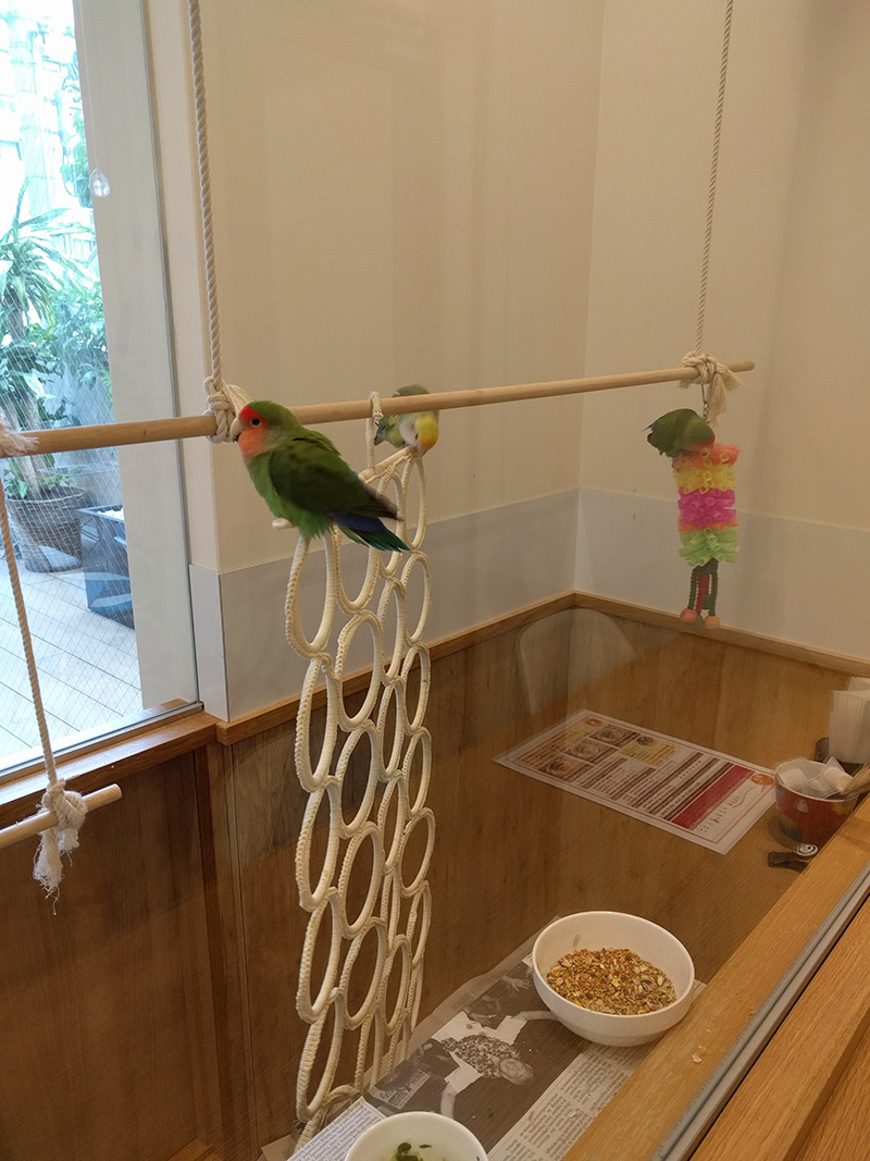 KOTORI CAFE-可愛的鳥兒