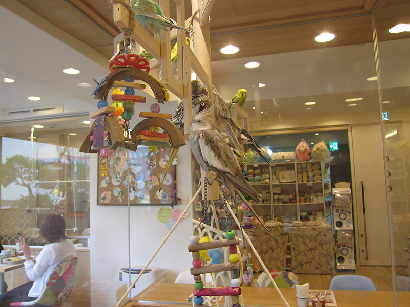 KOTORI CAFE-可愛的鳥兒與萬惡的商品牆